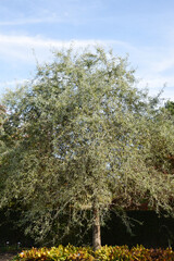 Weidenblättrige Birne,  Pyrus salicifolia © Peter Oetelshofen