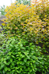Blasenspiere, Physocarpus opulifolius 'Amber Jubilee