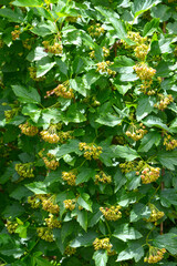 Schneeballblättrige Blasenspiere, Physocarpus opulifolius (L.)