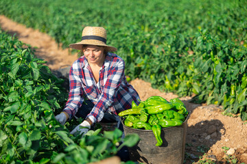 Positive woman harvesting fresh bell peppers on the plantation