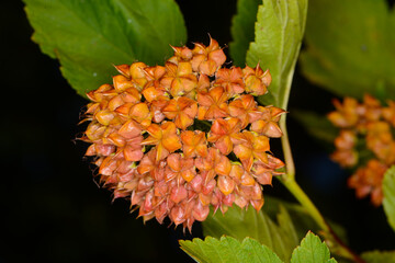 Schneeballblättrige Blasenspiere, Physocarpus opulifolius (L.)