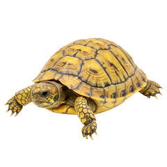 Obraz premium Realistic Photo of Yellow Turtle Isolated on Transparent Background