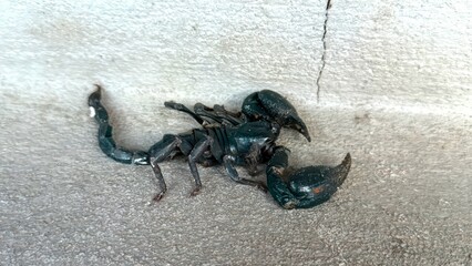 Black Scorpion on Gray Surface with Detailed Look at Claws and Body