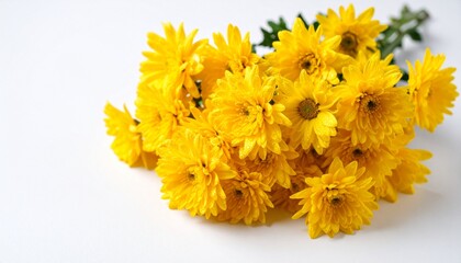 beautiful yellow chrysanthemum with dewdrops sticking to the flower on a white background. natural texture with sharp and rough edges in a minimalist layout, minimal background