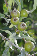 Weidenblättrige Birne,  Pyrus salicifolia