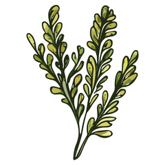 Obraz premium seaweed, underwater animals, vector, transparent background, organisms, pattern, green, nature, natural, branch, environment, eco, icon, ecology