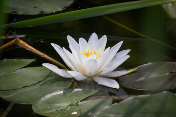 Close-up of a white water lily flower. Lily in a pond.