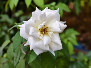 a white rose with a blurry background