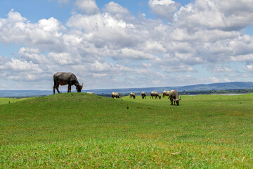 A peaceful scene of water buffalo grazing in the expansive grassland near Nam Un Dam in Sakon Nakhon, Thailand, under a clear sky and natural rural setting.