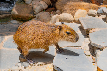 Capybara walks in the sun at the zoo