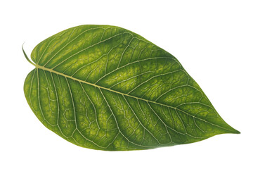 Fototapeta premium green leaf isolated on white background