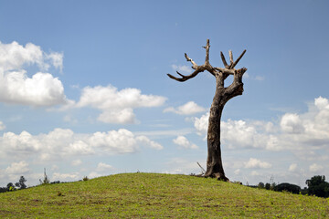 A large dead tree stands in contrast amid a vibrant green meadow, symbolizing nature's cycle of life and decay. Ideal for environmental and conceptual themes.