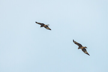 The hawk flying on the sky