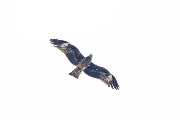 Obraz premium The hawk flying on the sky