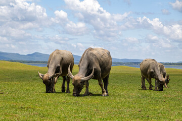A peaceful scene of water buffalo grazing in the expansive grassland near Nam Un Dam in Sakon Nakhon, Thailand, under a clear sky and natural rural setting.