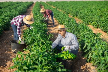 Portrait of man gardener picking harvest of bell peppers to crate