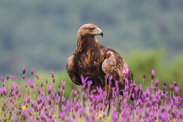 Fototapeta premium Golden Eagle