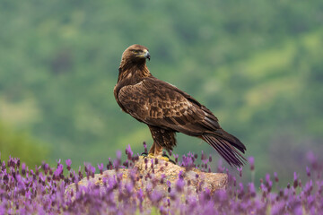 Golden Eagle