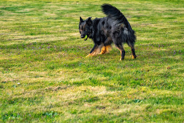 Young Bohemian shepherd with ball in his mouth on meadow.