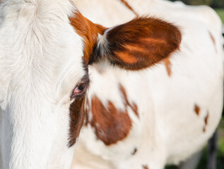 Close-up of a white and brown cow with a focus on its eye and ear. The soft lighting highlights the...