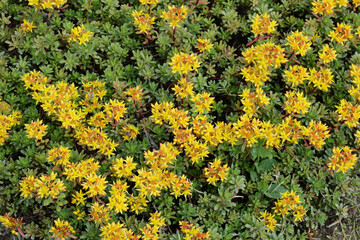 Reichblühendes Fettblatt, Sedum floriferum, Weihenstephaner Gold