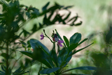 red Pierrot (Talicada nyseus) in the garden
