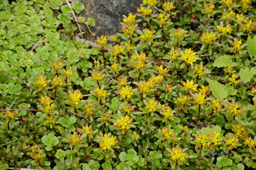 Obraz premium Fetthenne, Deckblatt, Sedum aizoon