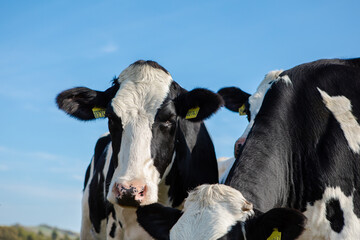 Cow on a clean background 