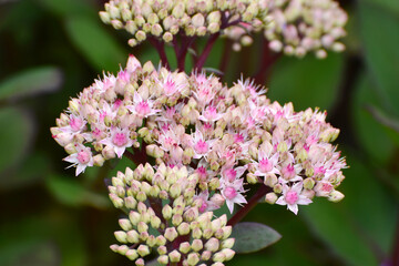 Fetthenne, Herbst- , Sedum matrona