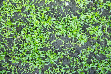 Growing green plants in the nature.