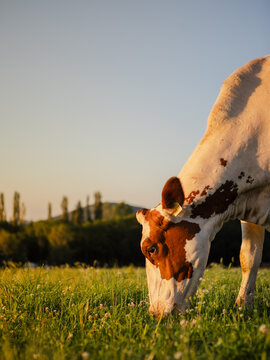 Cow grazing in the evening on a farm
