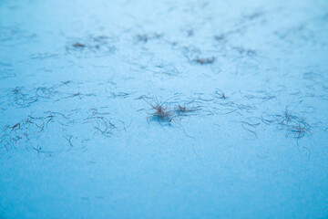 Human body hair on the blue background.