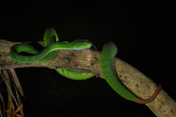 Ruby-eyed Green Pitviper - Trimeresurus rubeus, beautiful green venomous snake native to forests...