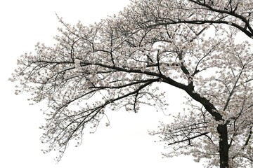 Close-up of cherry blossom branches in full bloom against a clean white background. The soft pink petals and delicate branches represent the beauty of spring in Japan. Perfect for use in design.