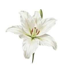 Digital illustration of a white lily with soft glossy petals, high contrast, clean white background.