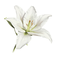 Digital illustration of a white lily with soft glossy petals, high contrast, clean white background.