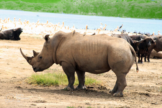 Rhino (rhinosaur) picture with some wild buffallos and pelicans in the background; birds sitting on the Rhino.