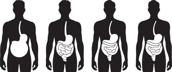 Human Digestive System Stages Illustration