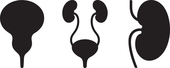 Urinary System Anatomy Silhouettes Kidneys Bladder Ureters