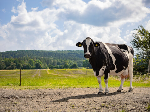 background image of a cow in a pasture against the background of mountains, a beautiful domestic cow is looking at the camera