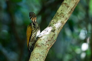 The Common Flameback in nature