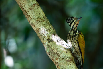 The Common Flameback in nature