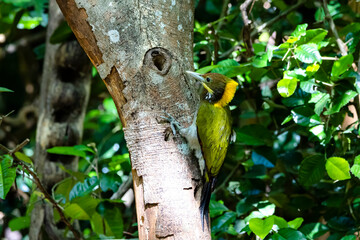 The Greater Yellownape in nature