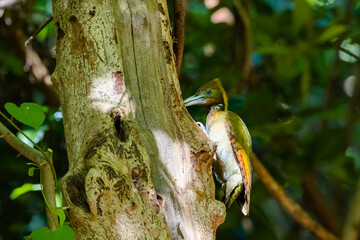 The Greater Yellownape in nature