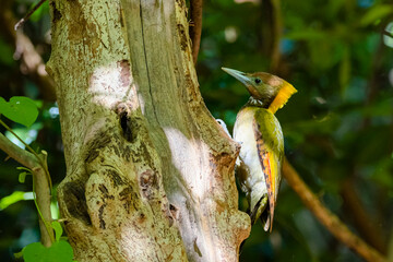 The Greater Yellownape in nature