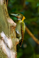 The Greater Yellownape in nature
