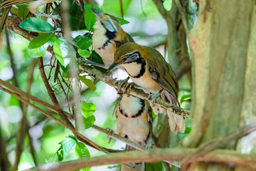 Greater Necklaced Laughingthrush in nature