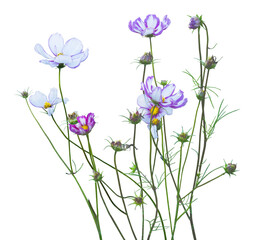 Cosmos flowers white pink, blossoms and buds, isolated on a transparent background, png