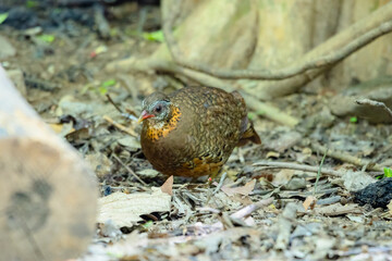 Green-Legged Partridge in nature