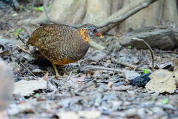 Green-Legged Partridge in nature